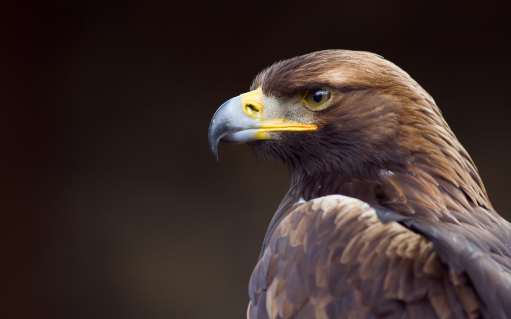 Golden Eagle